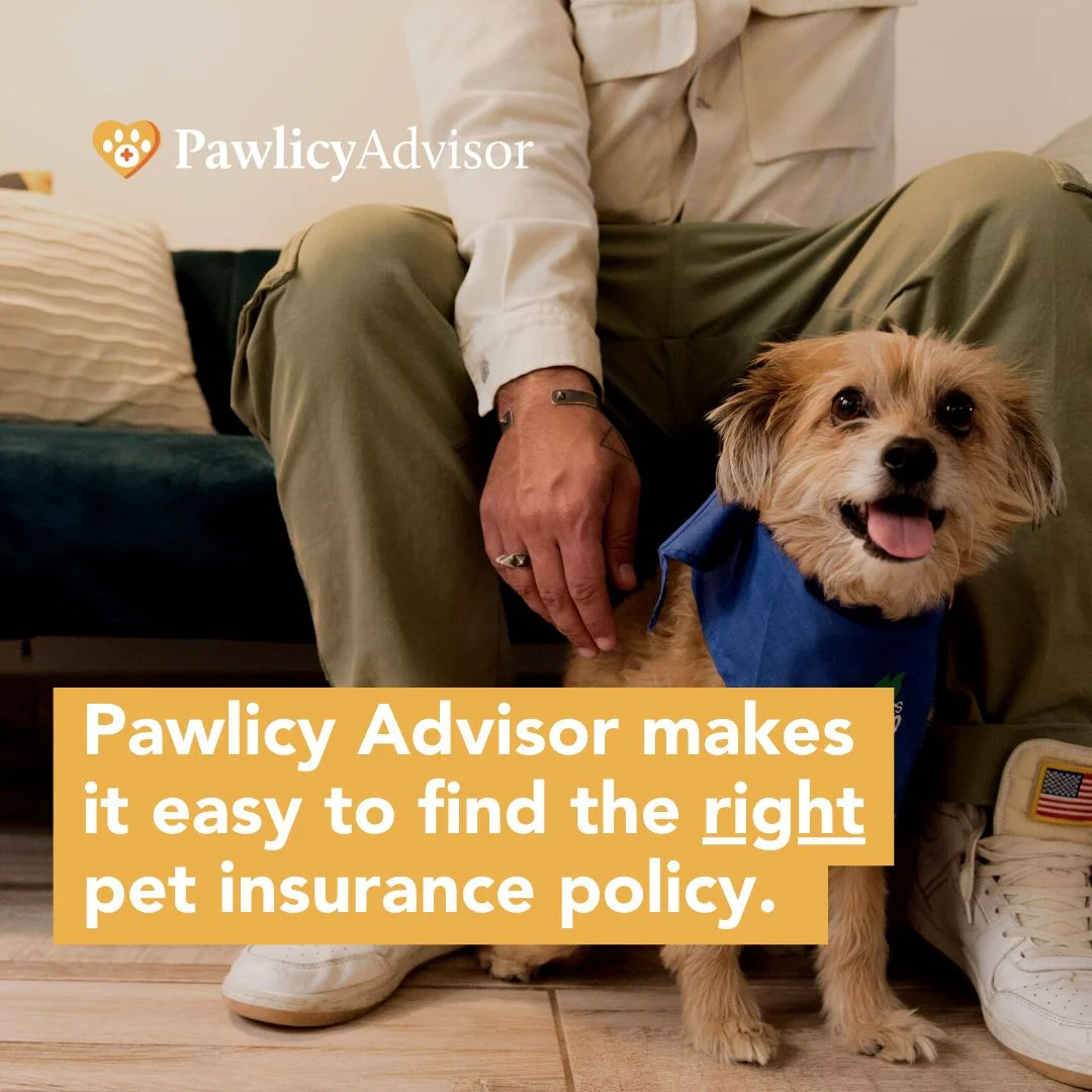 Pawlicy